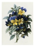 Pansies
