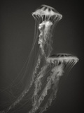 Two Jellyfish