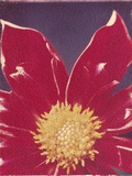 Red Daisy Flower