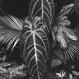 Leaves  Hilo  1979