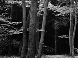 Beech Forest  Netherlands  1971