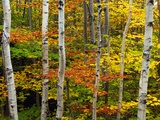 Birch and Maple Trees in Autumn