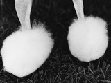 Legs of Groomed Poodle