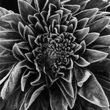 Velvet Leaved Plant by Brett Weston