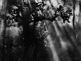 Sunbeams in Trees