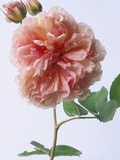 English Elegance Rose