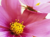 Cosmos