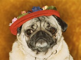 Pug Wearing Floral Hat
