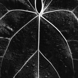 Veins of a Leaf