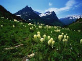 Bear Grass near Going-to-the-Sun Mountain
