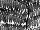Fern Silhouette by Brett Weston