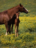 Arabian Mare and Foal