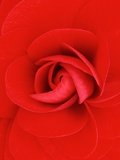 Red Pinwheel Begonia Flower