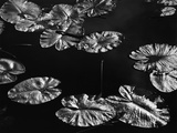 Lily Pads  1968