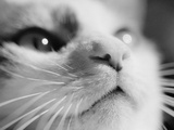 Close-up of Cat's Face