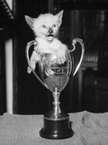 Siamese Kitten in a Trophy Cup