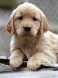 Golden Retriever Puppy