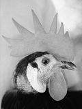 Side of Rooster's Face