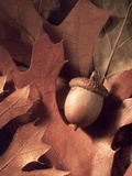 Autumn Acorns and Leaves