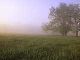 Morning Fog in Great Smoky Mountains National Park