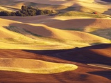 Rolling Wheat and Fallow Fields