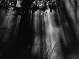 Sunbeams in Trees