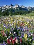 Wildflower Meadow and Tatoosh Range