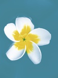 White and Yellow Flower