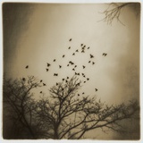 Birds and Trees  Discovery Park