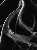 Banyan Roots  Hawaii