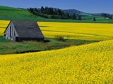 Barn in Rape Seed Field