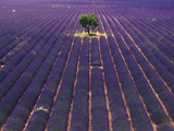 Tree in Lavender Field