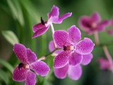 Purple Orchid