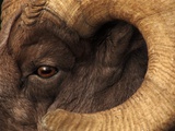 Head of American Bighorn Sheep
