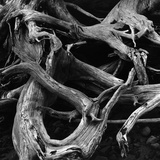 Dead Tree Roots