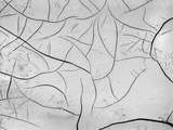 Cracks in Dry Mud  California  1955