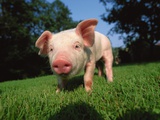 Piglet in Grass