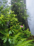Rhododendrons and Ferns at Base of Redwood