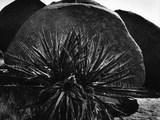 Yucca and Boulders