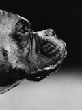 Profile of a Boxer