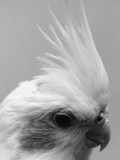 Side of Parrot's Heads