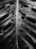 Wet Leaf by Brett Weston
