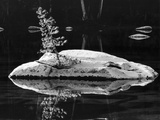 Rock and Sapling in Sierra Lake