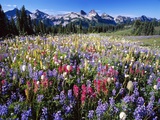 Wildflower Meadow and Tatoosh Range
