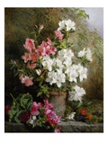 Still Life of Azaleas