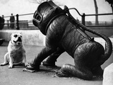 Bulldog with a Cannon