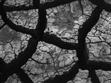 Cracks in Dried Mud
