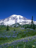 Mount Rainier and Wildflower Meadow