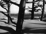 Dunes and Trees  Oregon  1962