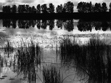 Reeds and Trees  France  1960